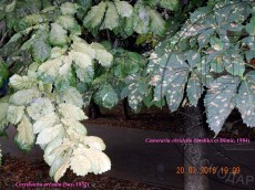 Corythucha arcuata + Cameraria ohridella_очаг_Краснодар